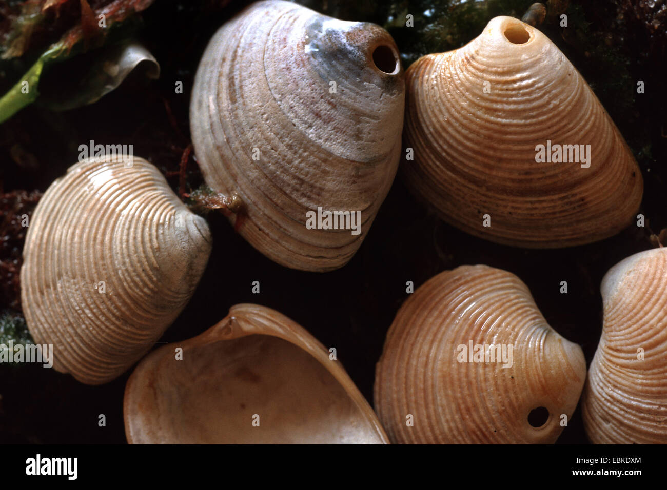 Venus striatula (Venus striatula), shells among wet sand and algae burrow hole from a moon snail Stock Photo