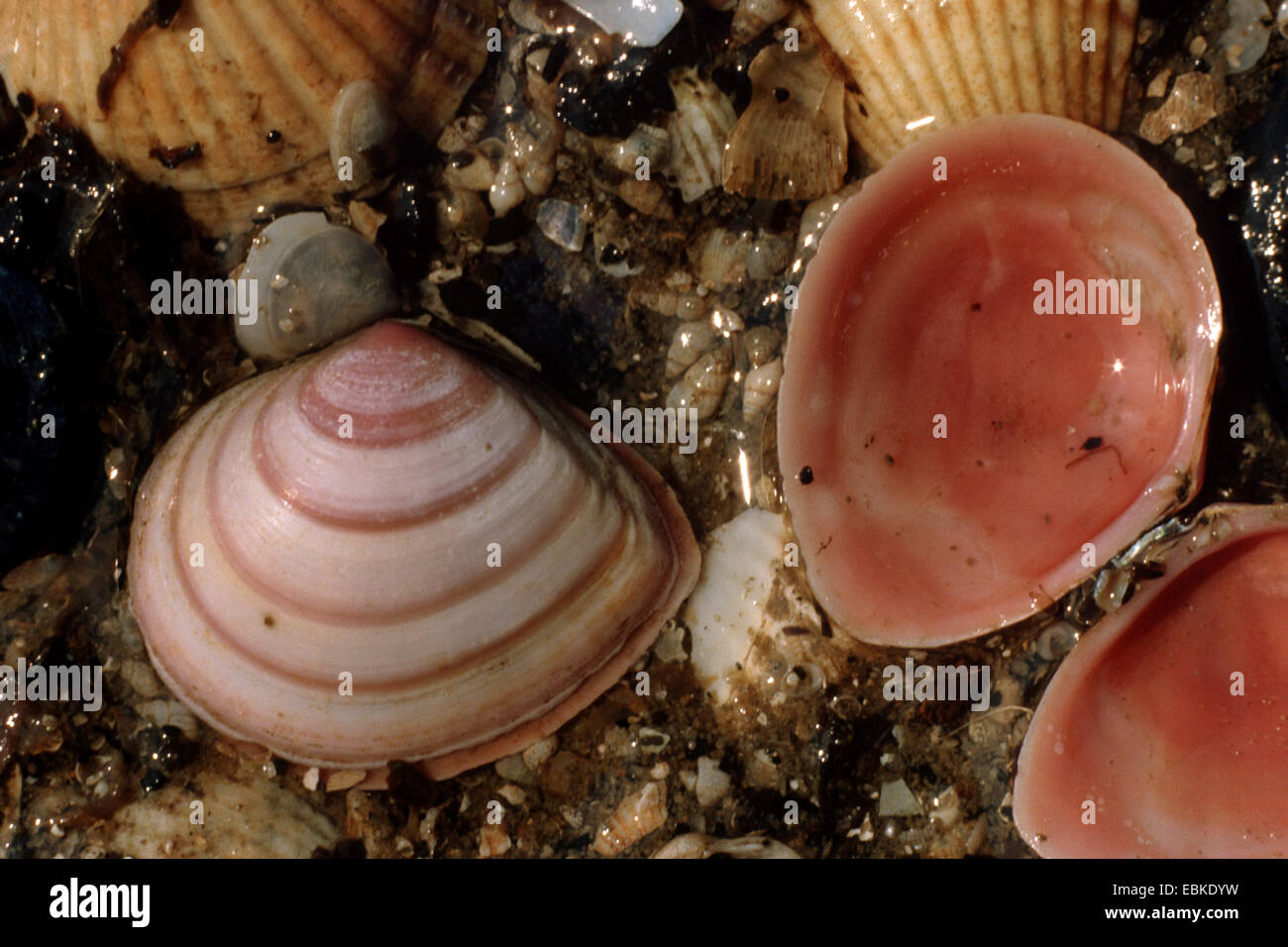 Baltic macoma (Macoma baltica), several clams among algae Stock Photo