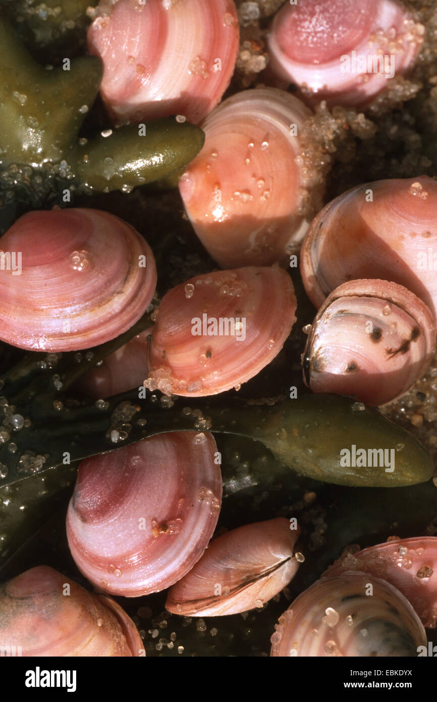 Baltic macoma (Macoma baltica), several clams among algae in moist sand Stock Photo