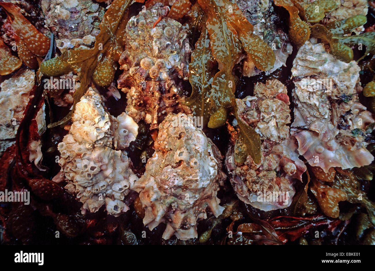 Pacific oyster, giant Pacific oyster, Japanese oyster (Crassostrea gigas), several animals at a rock Stock Photo