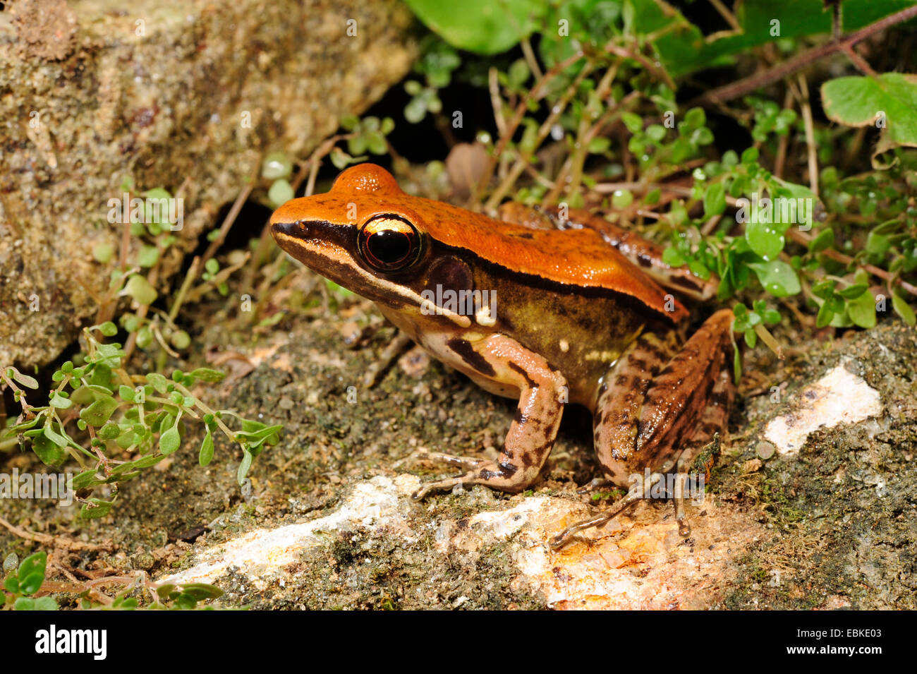 Tropical Frog Species Hylarana Spec Rana Subgen Hylarana Sitting On The Forest Ground Sri Lanka Sinharaja Forest National Park Stock Photo Alamy