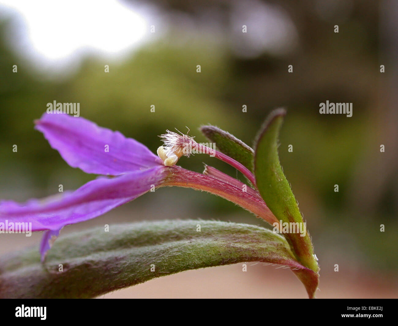 Fan Flower, Fanflower (Scaevola saligna), flower Stock Photo