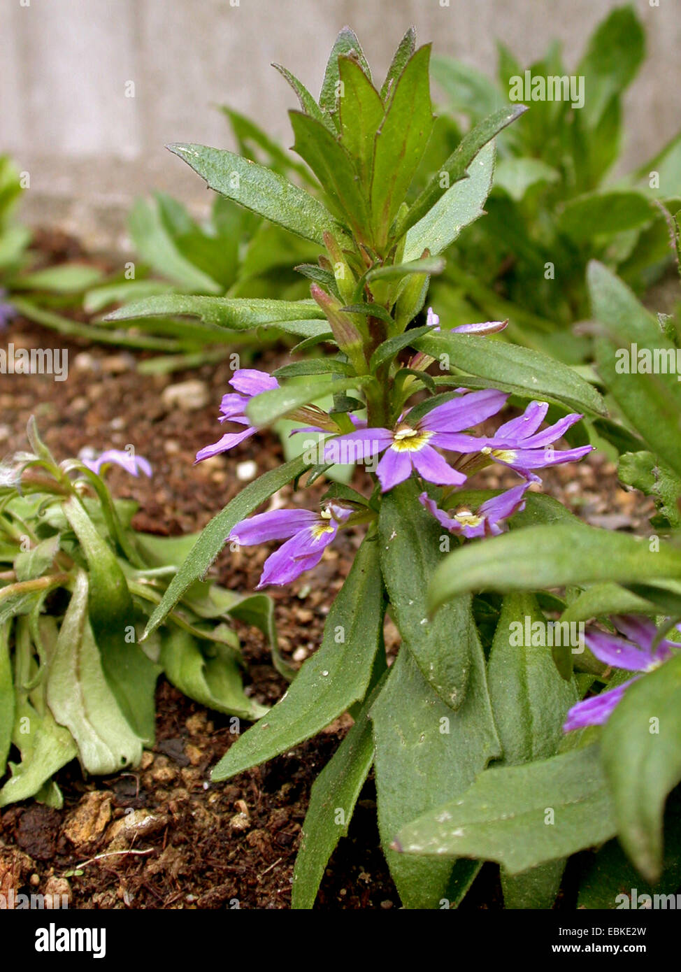Fan Flower, Fanflower (Scaevola saligna), flowern Stock Photo