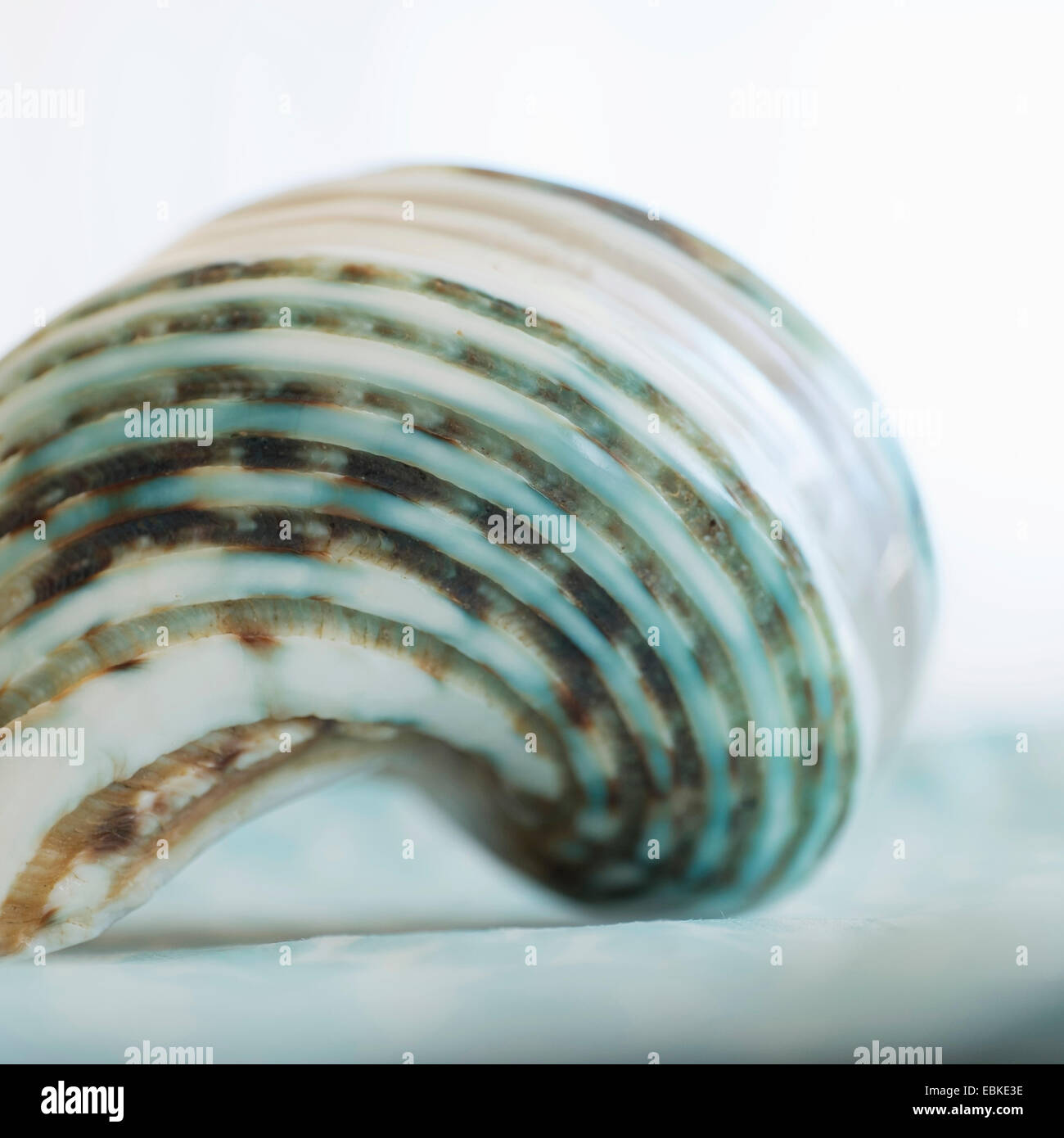 Studio shot of seashell Stock Photo