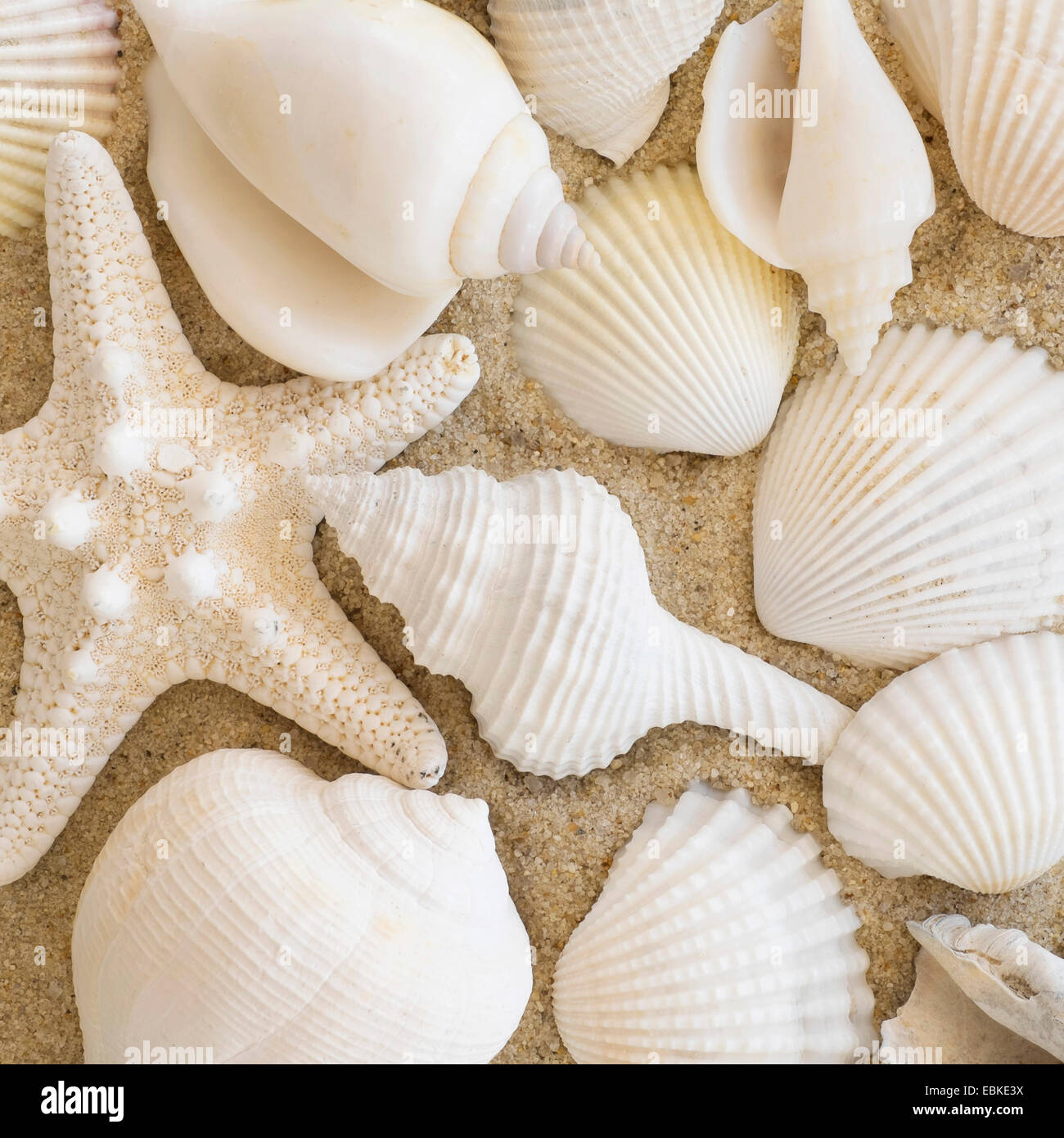 Shell patterns in the sand hi-res stock photography and images - Alamy