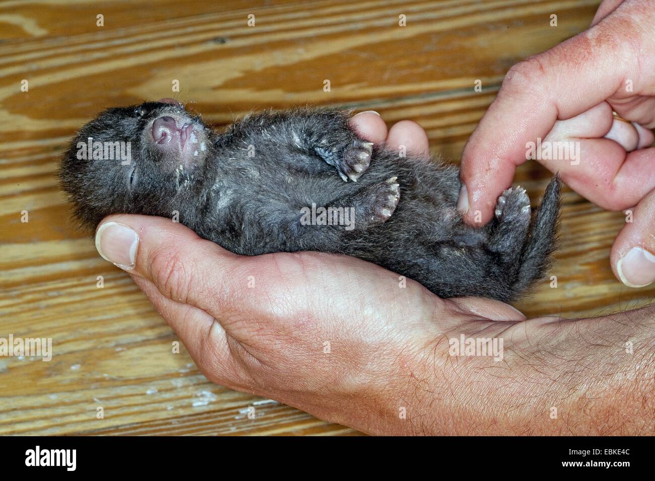 raccoon dog (Nyctereutes procyonoides), upbringing by hand orphaned pup becoming belly massage to promote digestion, Germany Stock Photo