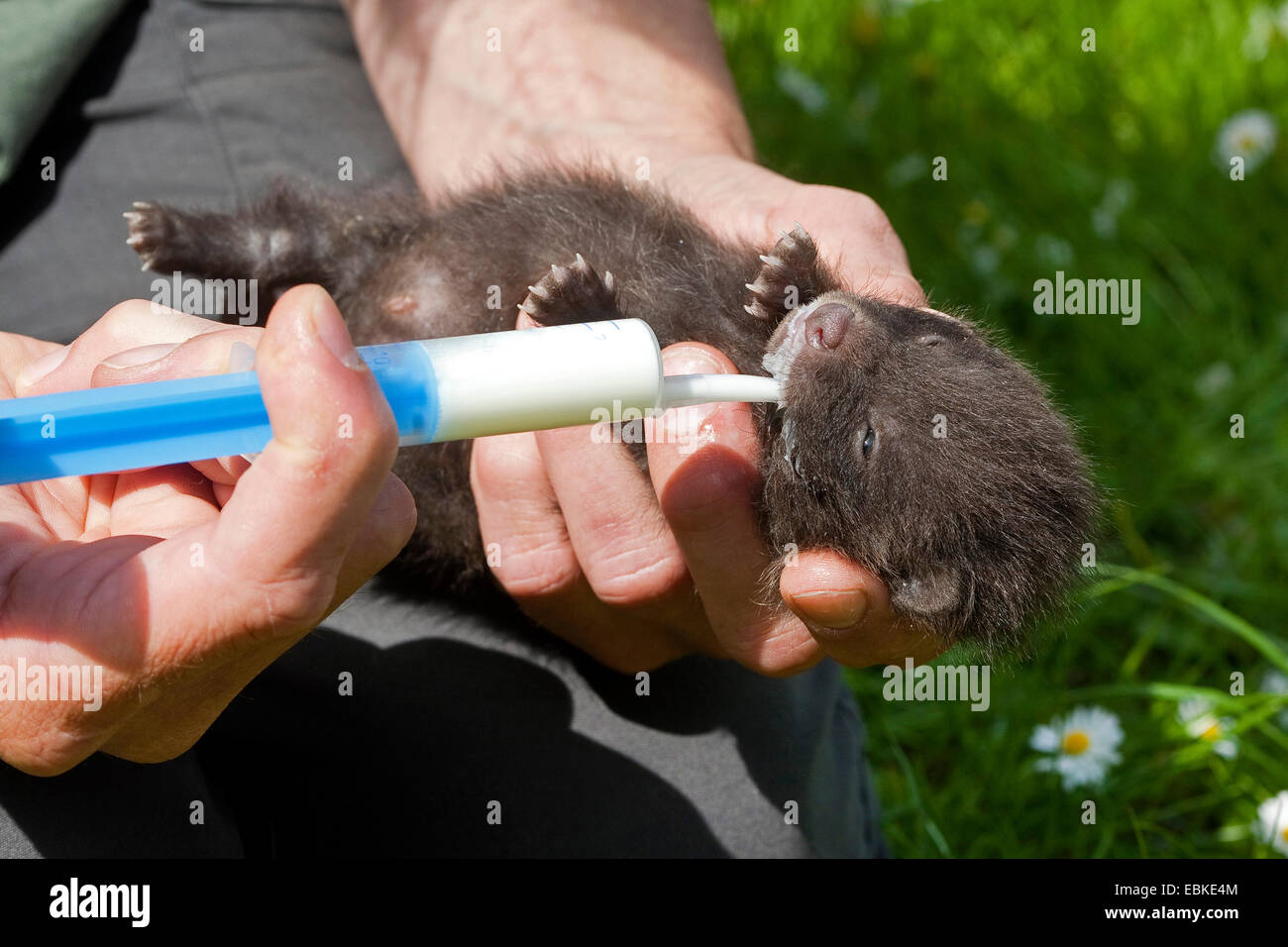 raccoon dog (Nyctereutes procyonoides), orphaned puppy rearing by hand and feeding with special milk, Germany Stock Photo