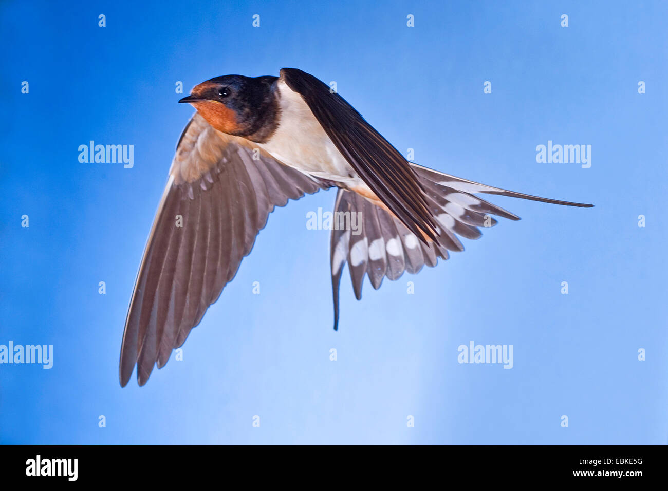 Barn Swallow Hirundo Rustica Flying Germany North Stock Photo Alamy