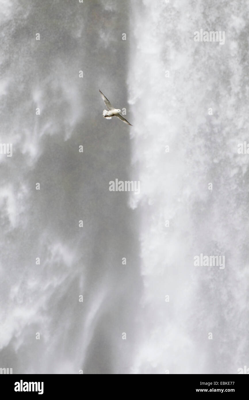 northern fulmar (Fulmarus glacialis), in flight infront of Skogafoss waterfall, Iceland Stock Photo