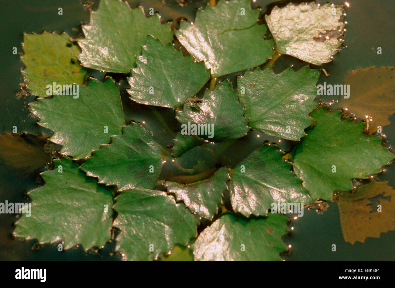 water chestnut (Trapa natans), floating individual, Germany Stock Photo