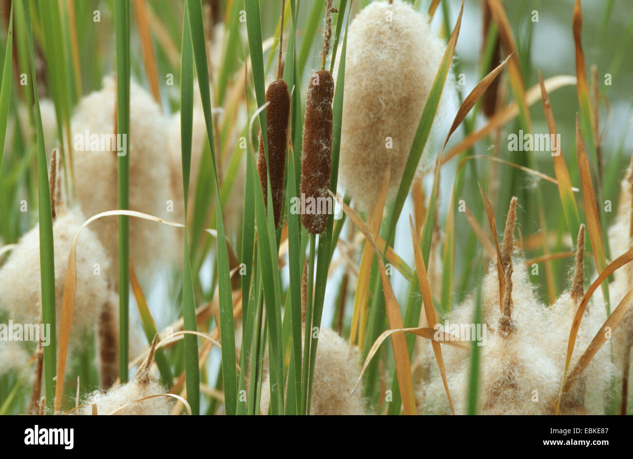 Shuttleworth's Cattail (Typha shuttleworthii), infructescences Stock Photo