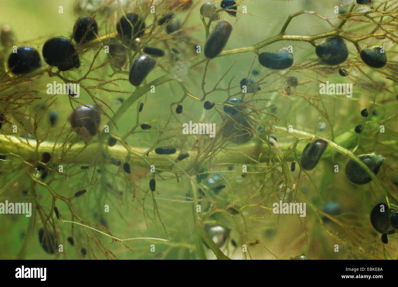 common bladderwort, greater bladderwort (Utricularia vulgaris agg.), bladder traps Stock Photo