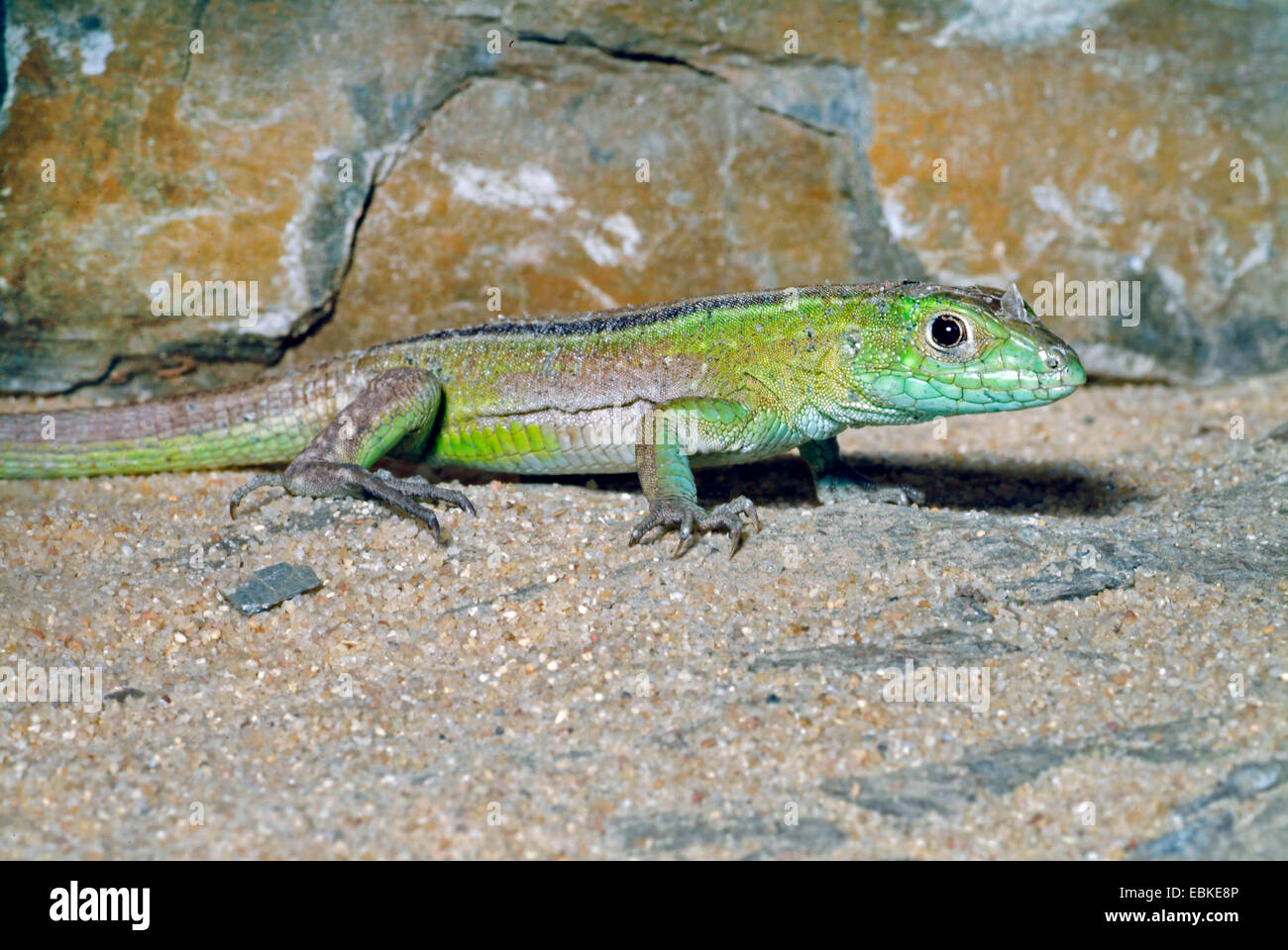 Whiptails lizards hi-res stock photography and images - Alamy