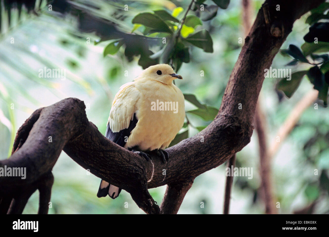 Australian pied imperial pigeon (Ducula spilorrhoa), sitting on a branch Stock Photo