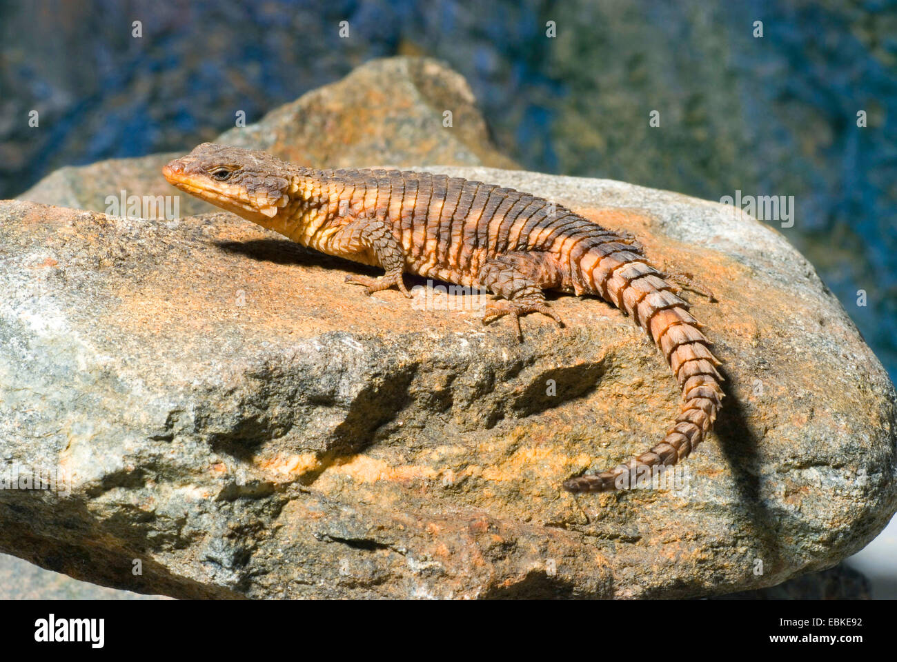 East African spiny-tailed lizard, Tropical girdled lizard (Cordylus tropidosternum), on a stone Stock Photo
