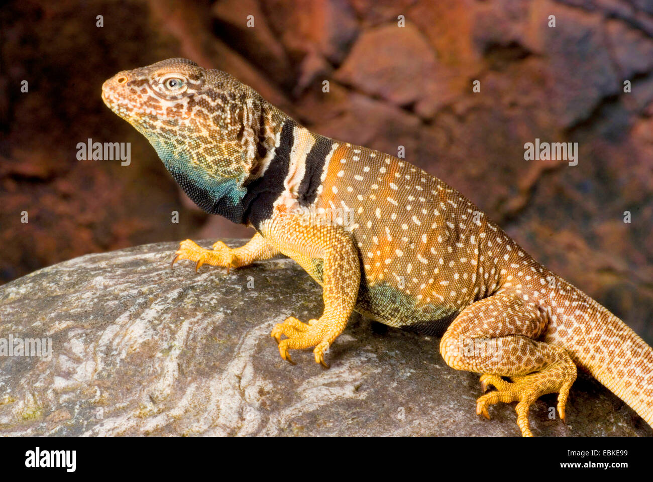 Desert Collared Lizard, Mojave Blackcollared Lizard (Crotaphytus Stock