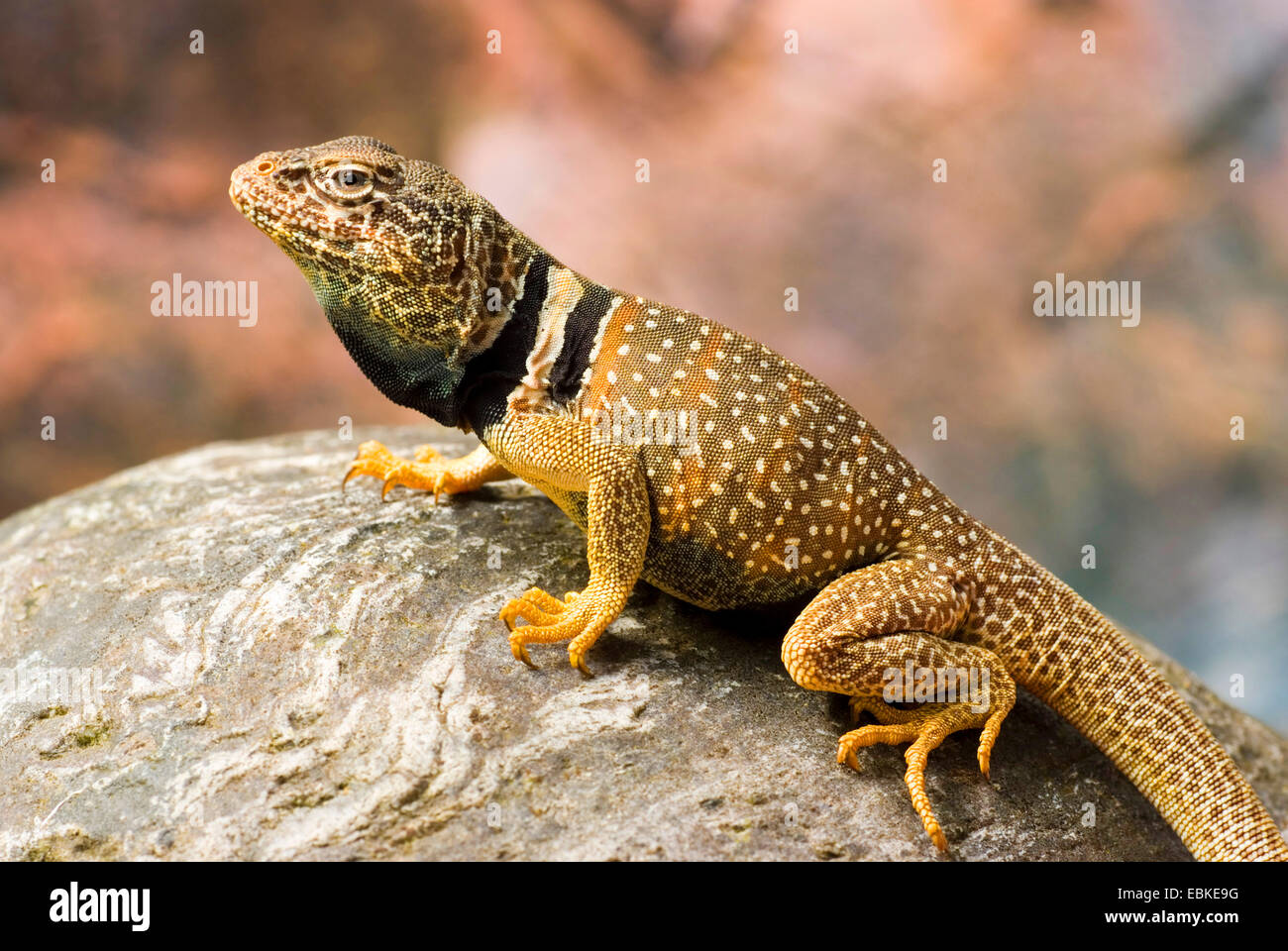 Desert Collared Lizard, Mojave Black-collared Lizard (Crotaphytus insularis), male Stock Photo