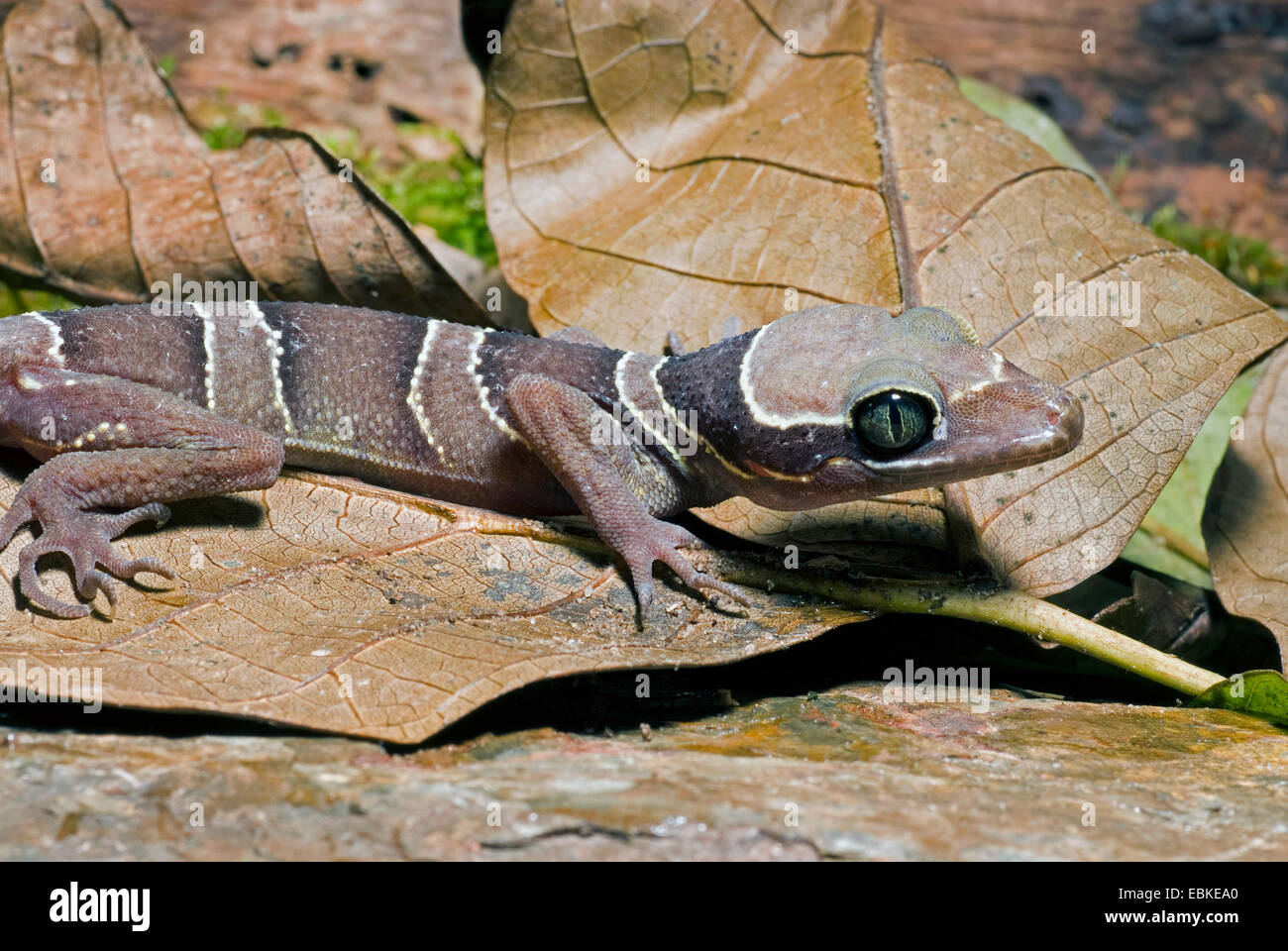 Malayan Forest Gecko (Cyrtodactylus pulchellus), close-up view Stock Photo