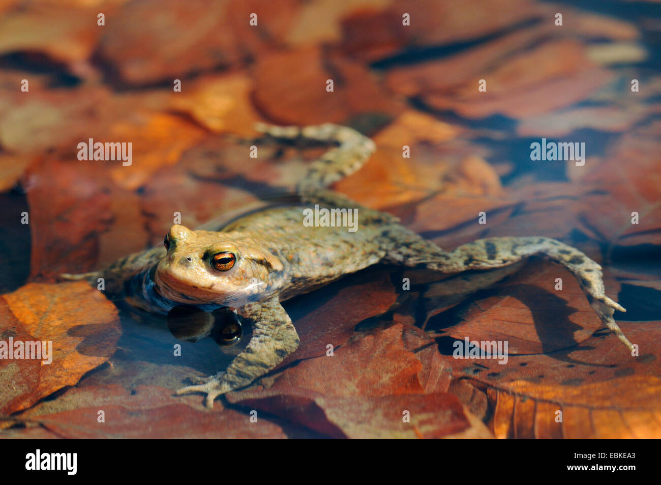European common toad (Bufo bufo), male in shallow water, Germany Stock Photo