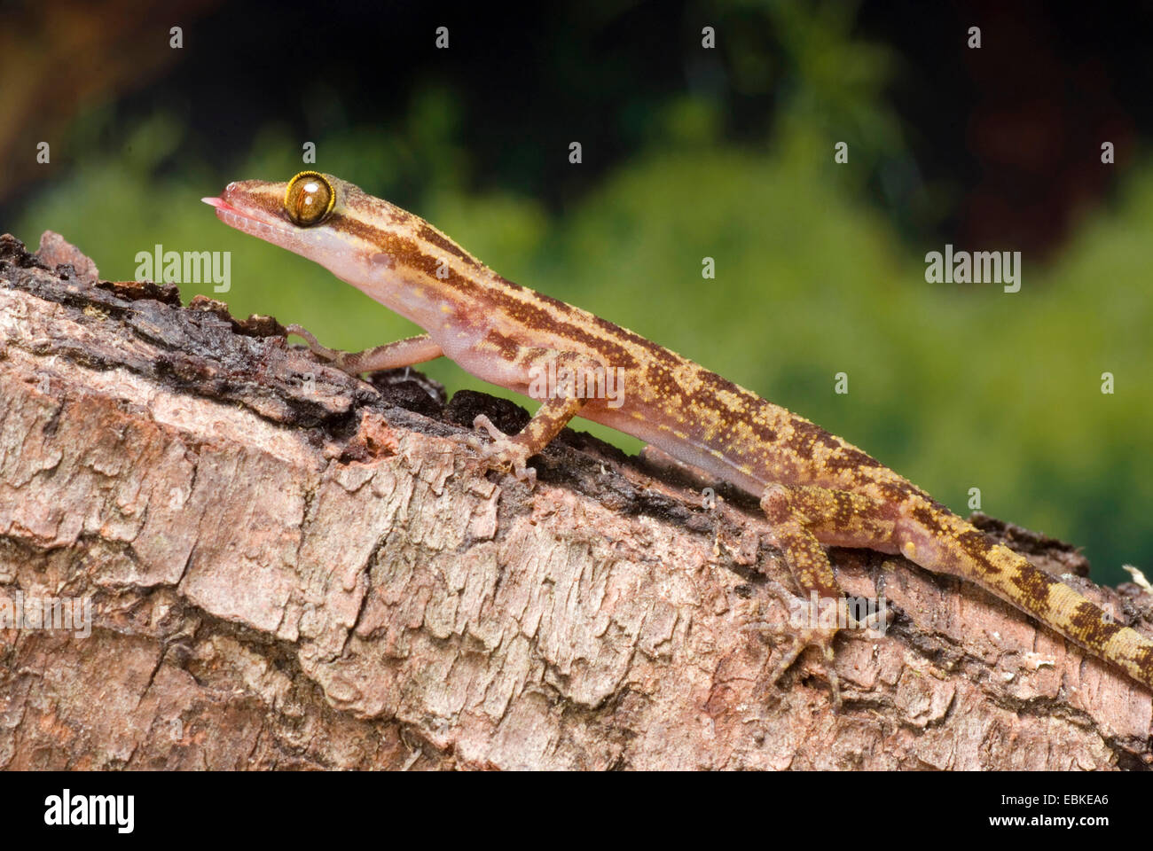 Four-striped Forest Gecko, Marbled Forest Gecko (Cyrtodactylus quadrivirgatus), on a branch Stock Photo