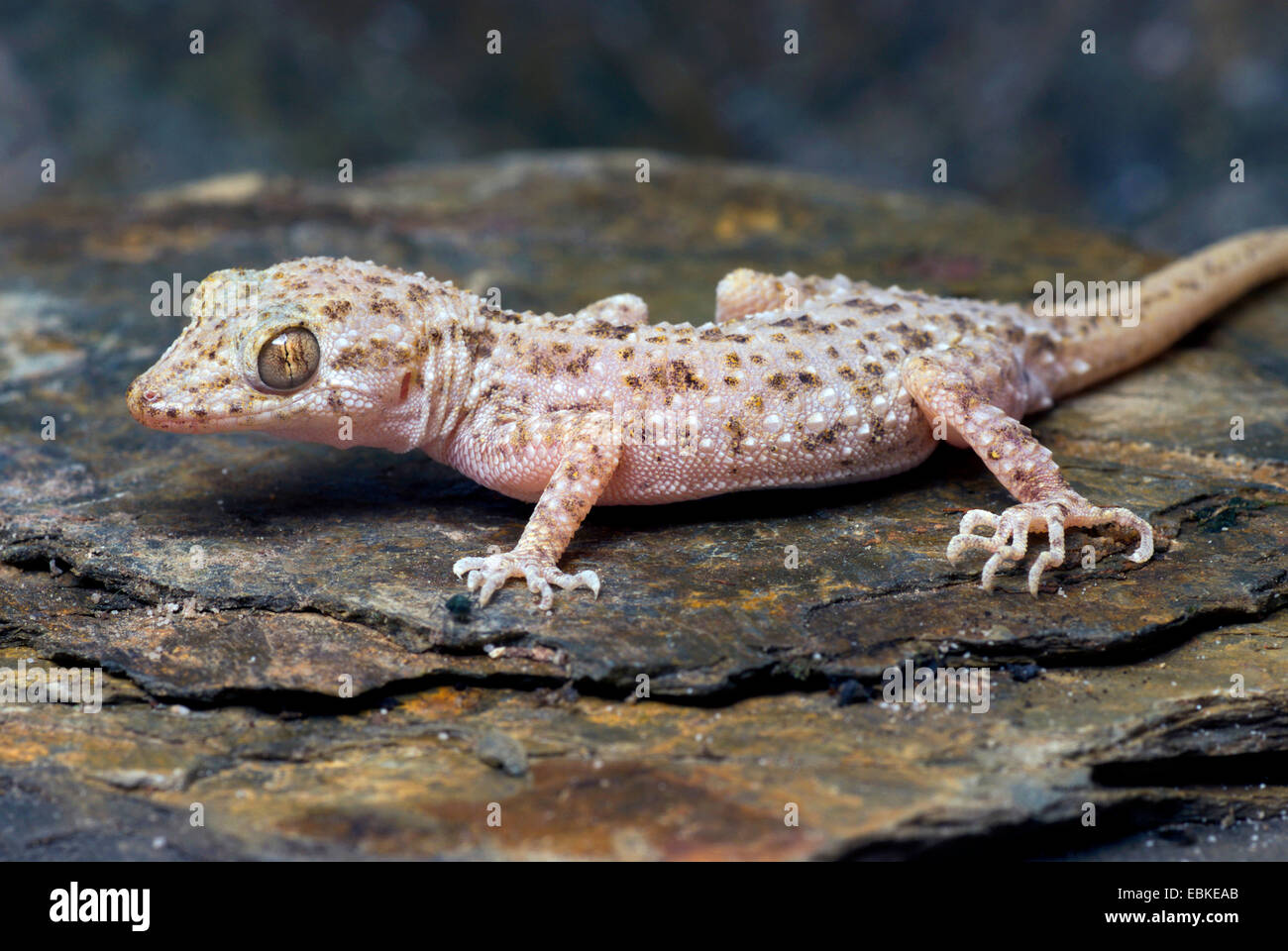 Rough-skinned gecko, Keeled gecko, Bent-toed gecko (Cyrtopodion scaber), on a stone Stock Photo