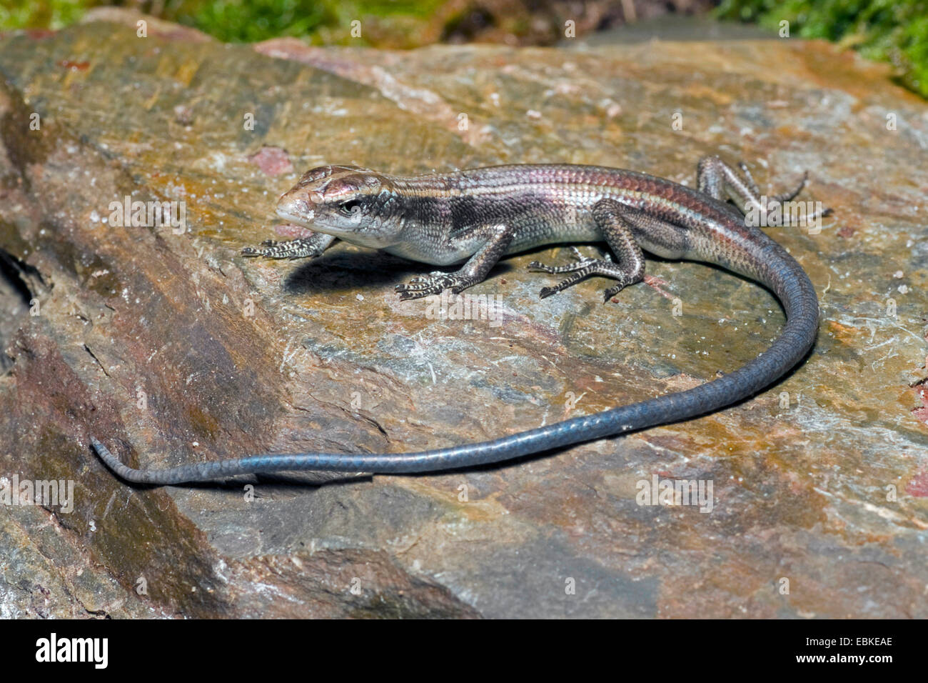 Coastal Bluetailed Skink (Emoia cyanura), on a stone Stock Photo Alamy