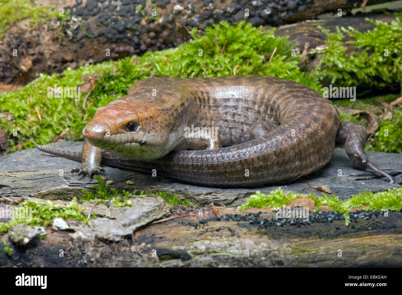 Great fire lizard (Diploglossus monotropis), rolled-up Stock Photo