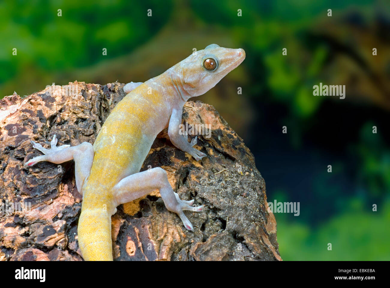 Golden gecko (Gekko ulikovskii auratus, Gekko auratus), rear view Stock Photo