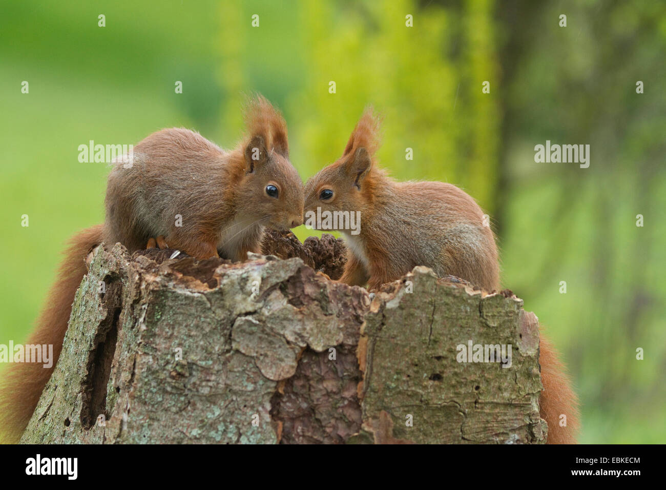 European red squirrel, Eurasian red squirrel (Sciurus vulgaris), two ...