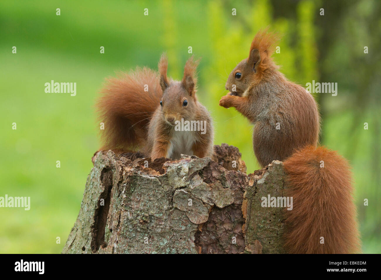 European red squirrel, Eurasian red squirrel (Sciurus vulgaris), two ...