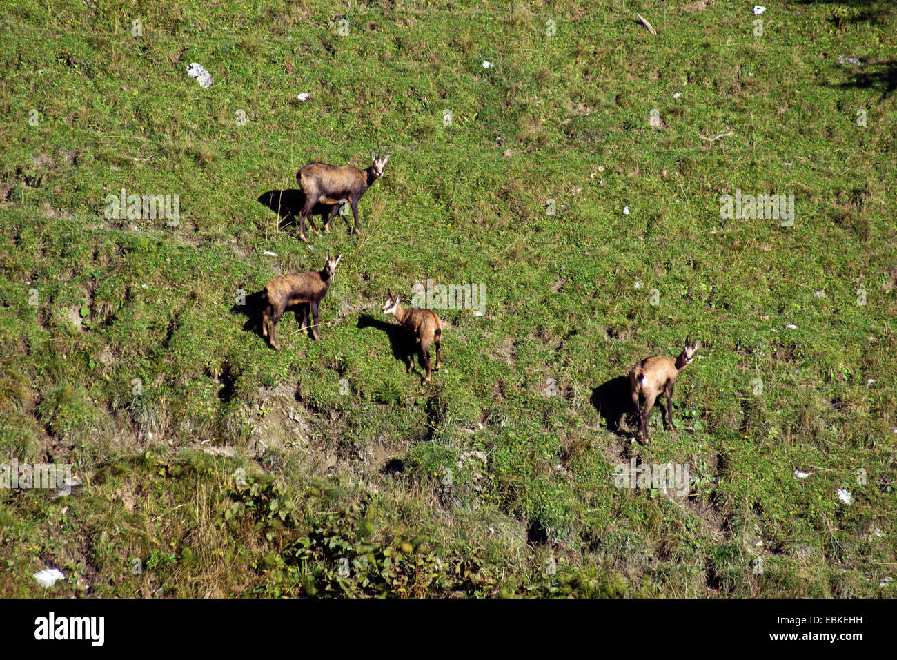 chamois (Rupicapra rupicapra), chamoises grazing at a mountain side, Germany, Bavaria, Oberbayern, Upper Bavaria, Algaeu Stock Photo