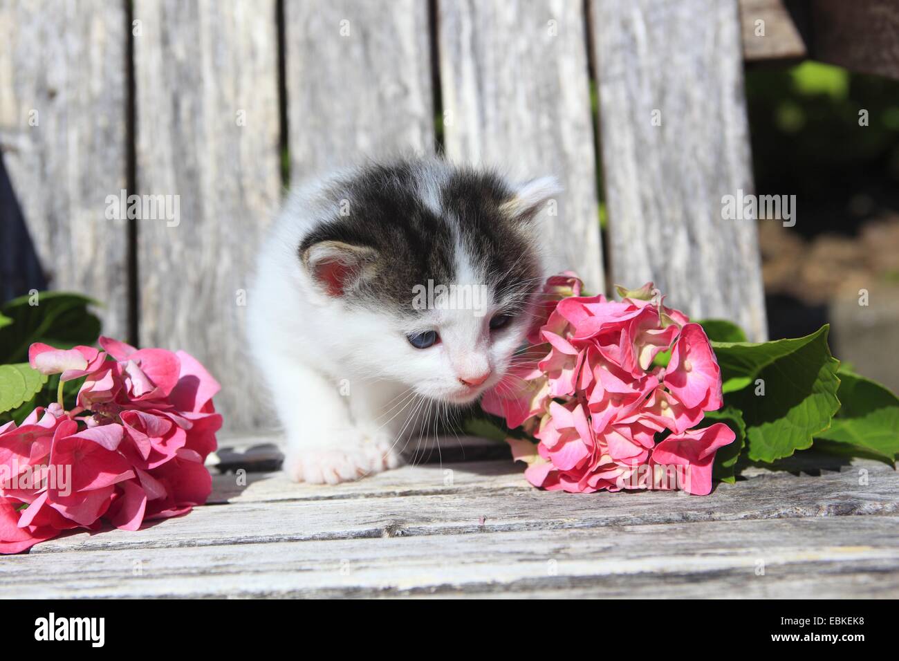 domestic cat, house cat (Felis silvestris f. catus), kitten sitting on a wooden garden chair surrounded by pink blossoms, Switzerland Stock Photo