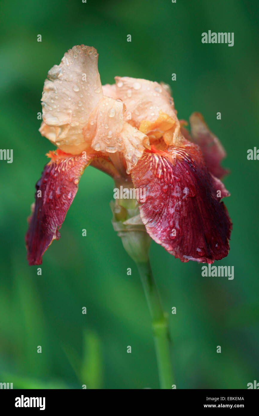 Bearded Iris (Iris barbata), flower with raindrops Stock Photo