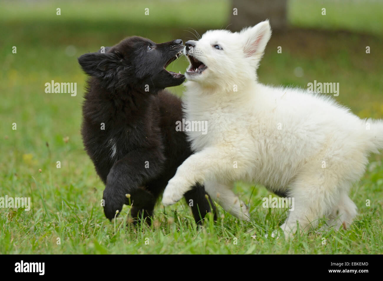 mixed breed dog (Canis lupus f. familiaris), Thuerner Wolfshound, whelps playing in a meadow, Germany Stock Photo