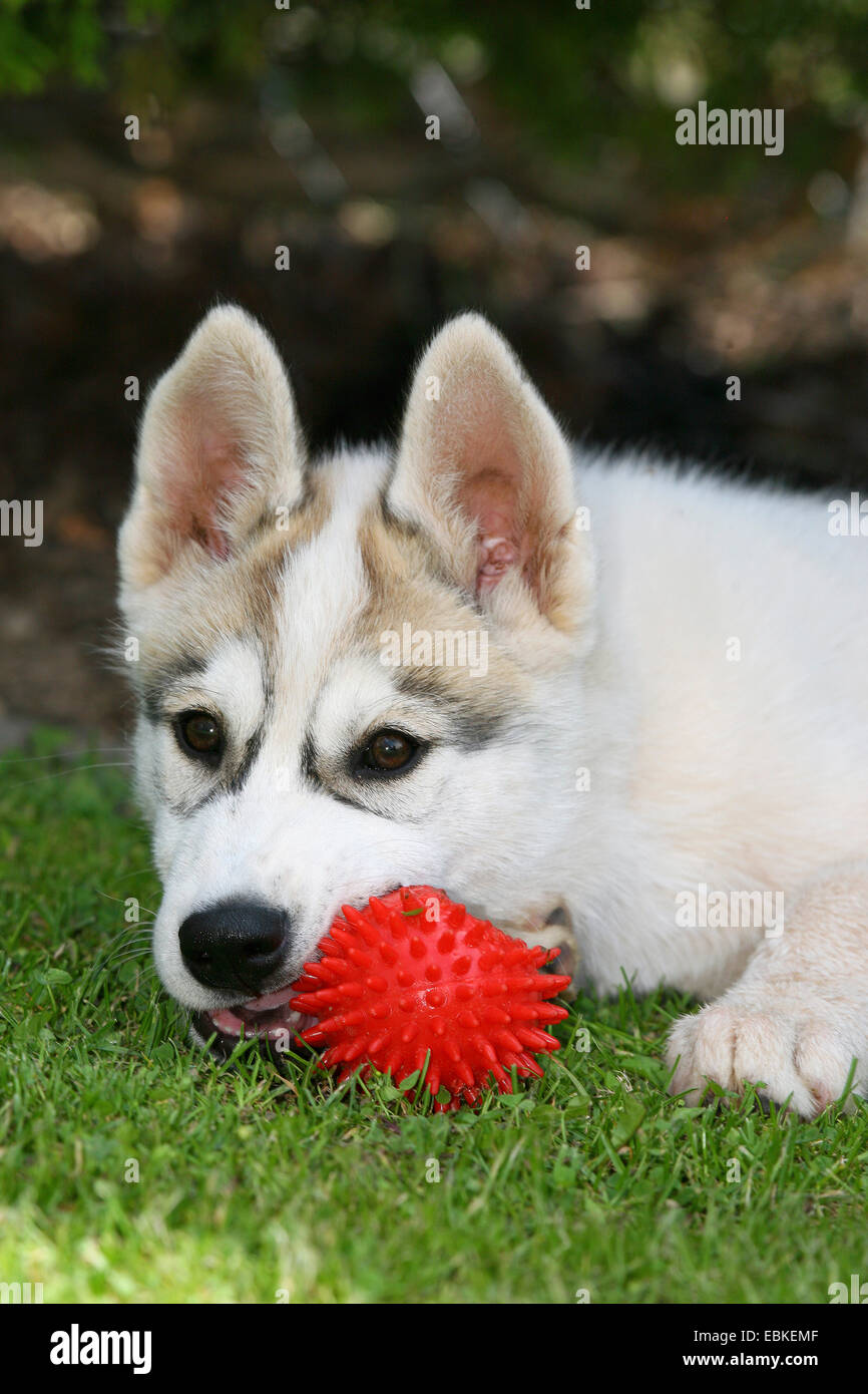 Cute siberian husky puppy play toy on grass. Cute dog Stock Photo - Alamy