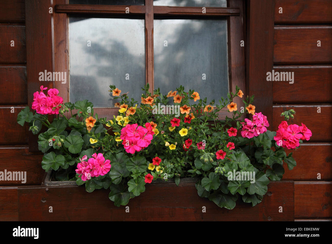 Millionbells (Callibrachoa, Callibrachoa-Hybride, Petunia-Hybride, Petunia), Summer house with flowers Stock Photo