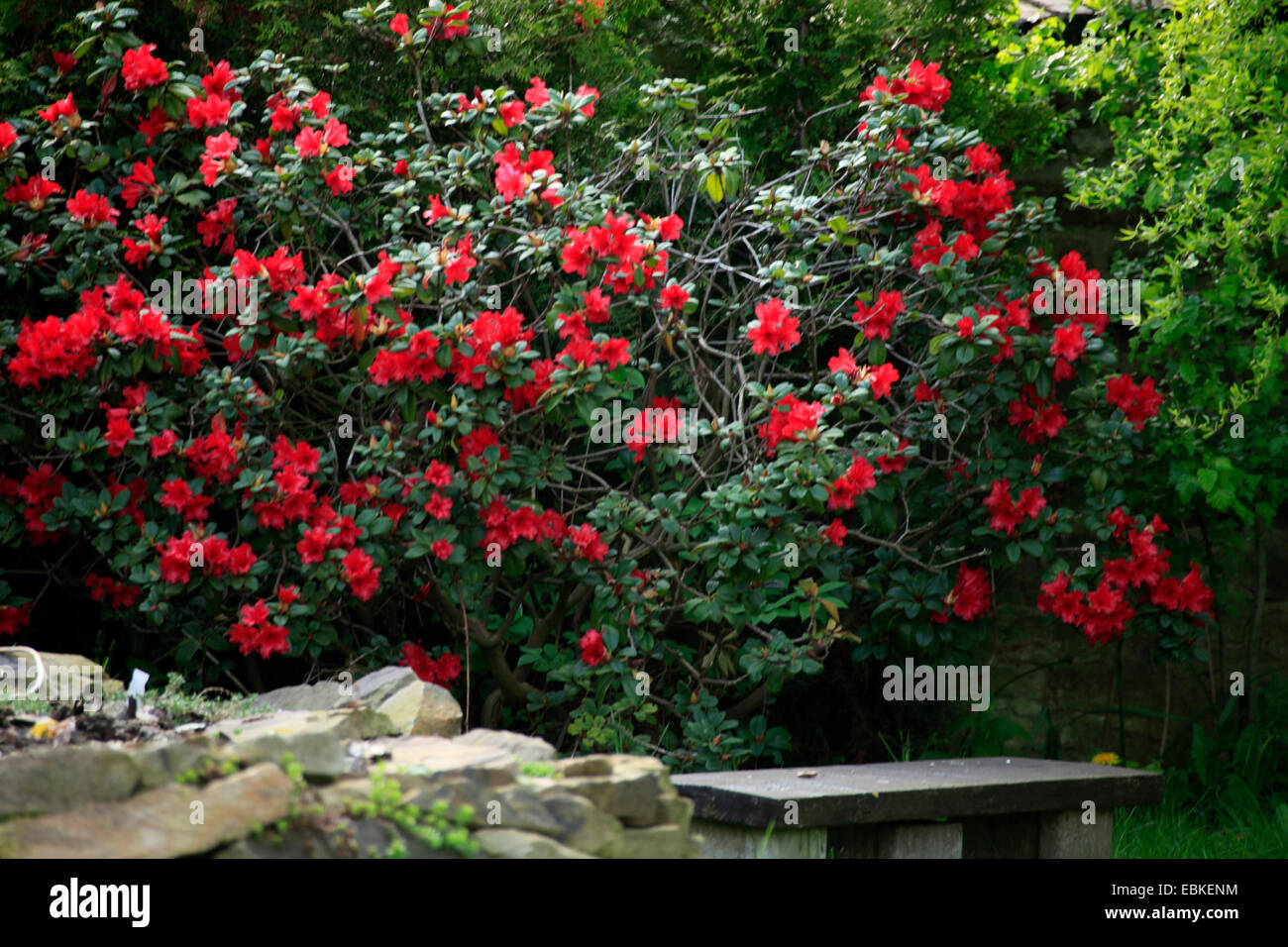 Rhododendron (Rhododendron forrestii 'Baden Rhododendron forrestii Baden Baden), cultivar Baden Baden, Stock Photo - Alamy