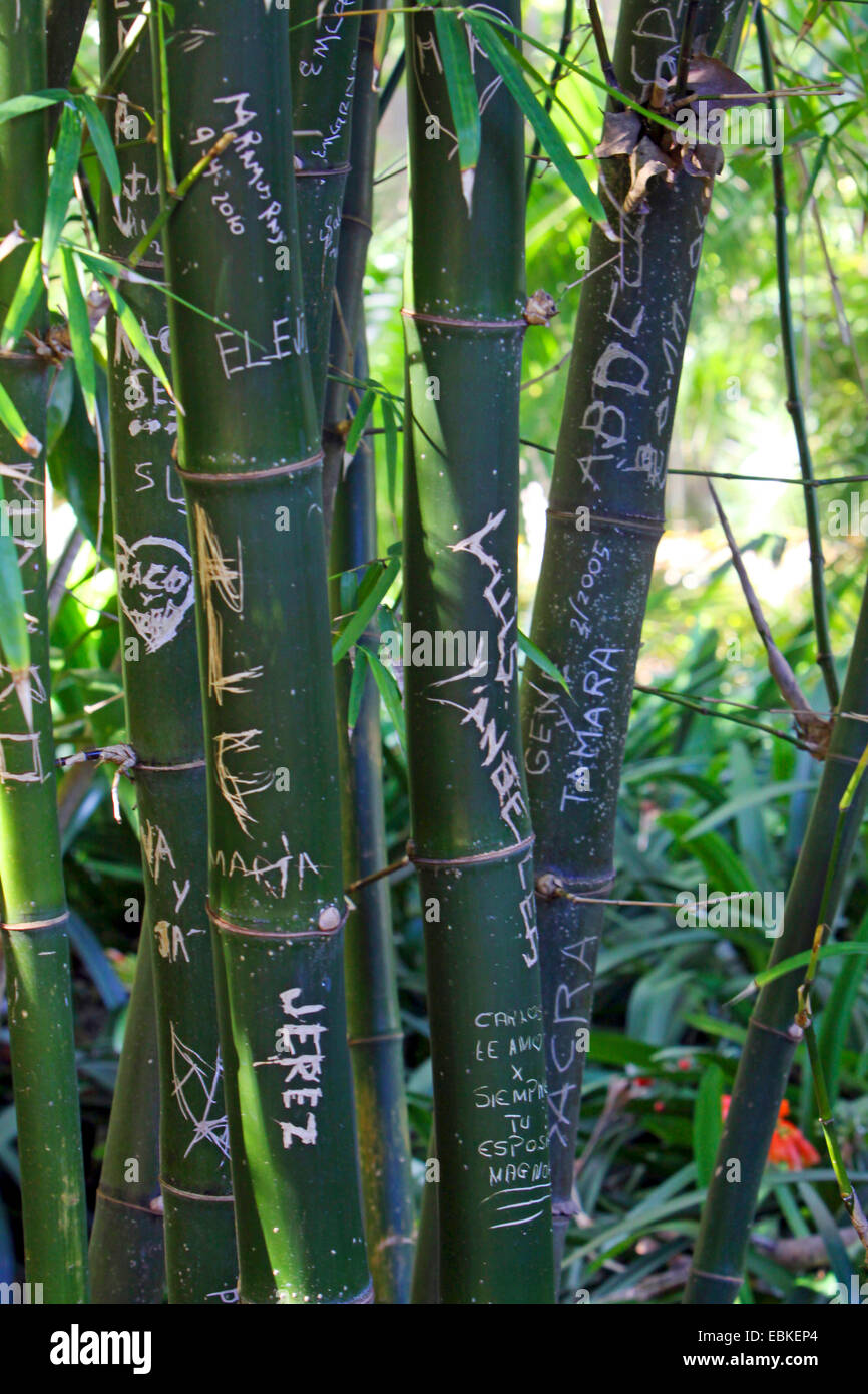 carved names of tourists in bamboo, Canary Islands, Tenerife Stock Photo