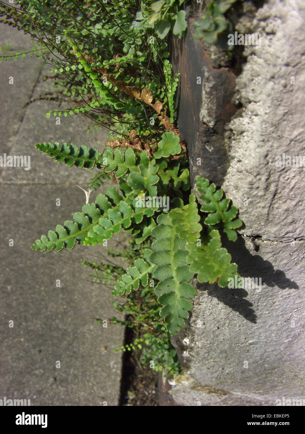 Common spleenwort, Rusty Spleenwort (Asplenium ceterach), at a wall, Germany Stock Photo