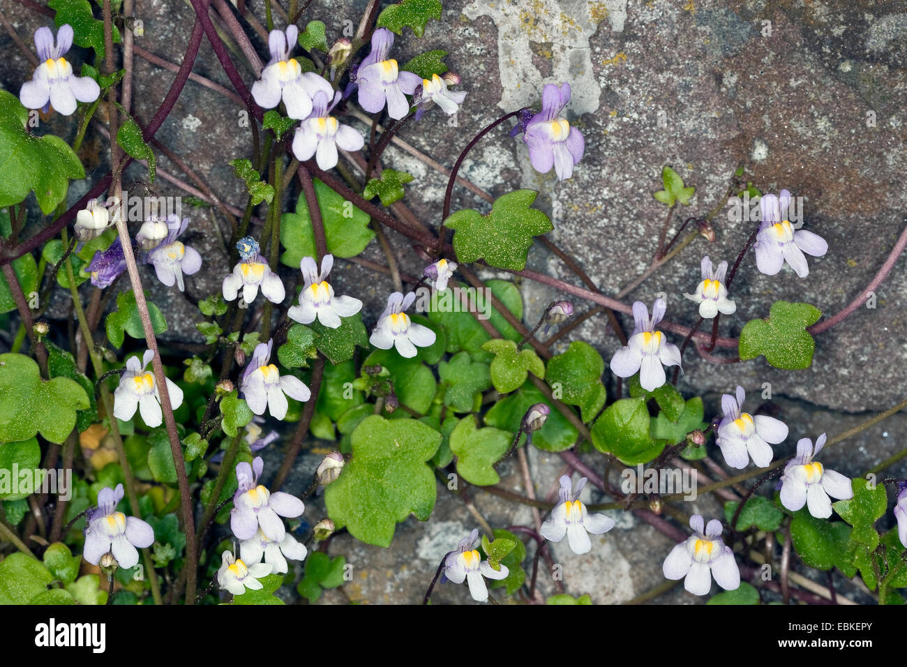 kenilworth ivy, ivy-leaved toadflax, coliseum ivy (Cymbalaria muralis, Linaria muralis), growing in wall crevices, Germany Stock Photo