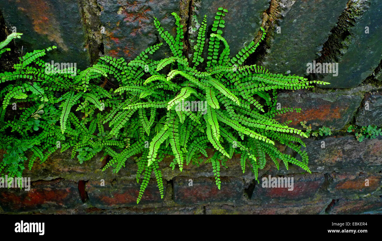 Maidenhair spleenwort, Common maidenhair (Asplenium trichomanes), growing on an old wall, Germany, North Rhine-Westphalia Stock Photo