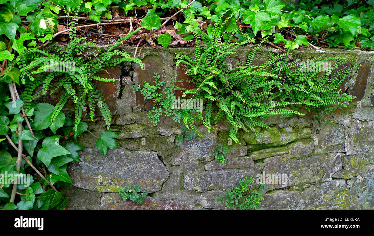 Maidenhair spleenwort, Common maidenhair (Asplenium trichomanes), growing on an old wall together with Wallrue spleenwort, Germany, North Rhine-Westphalia Stock Photo