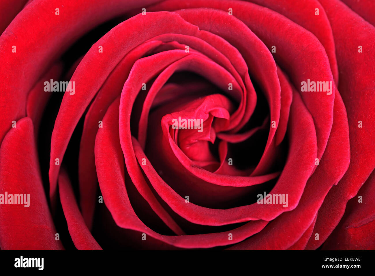 ornamental rose (Rosa spec.), detail of a red rose Stock Photo