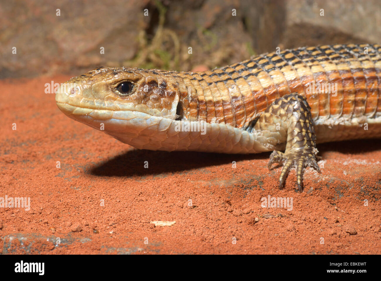 Black-lined plated lizard (Gerrhosaurus nigrolineatus), portrait Stock Photo