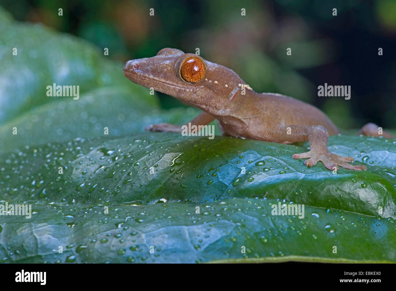 lined gecko (Gekko vittatus), portrait Stock Photo
