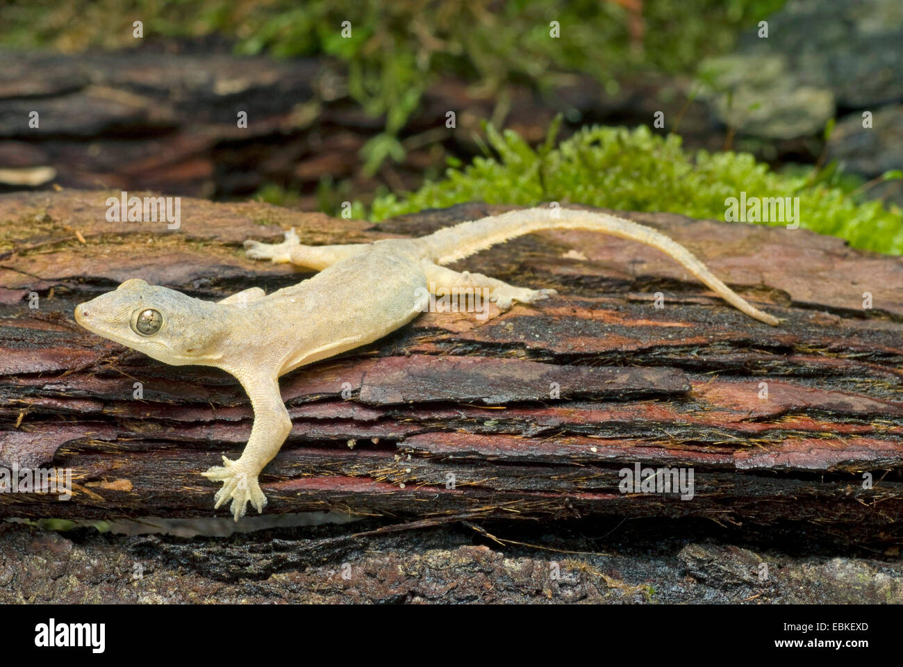 Asian leaf-toed gecko, Asian house gecko, cheechak (Hemidactylus
