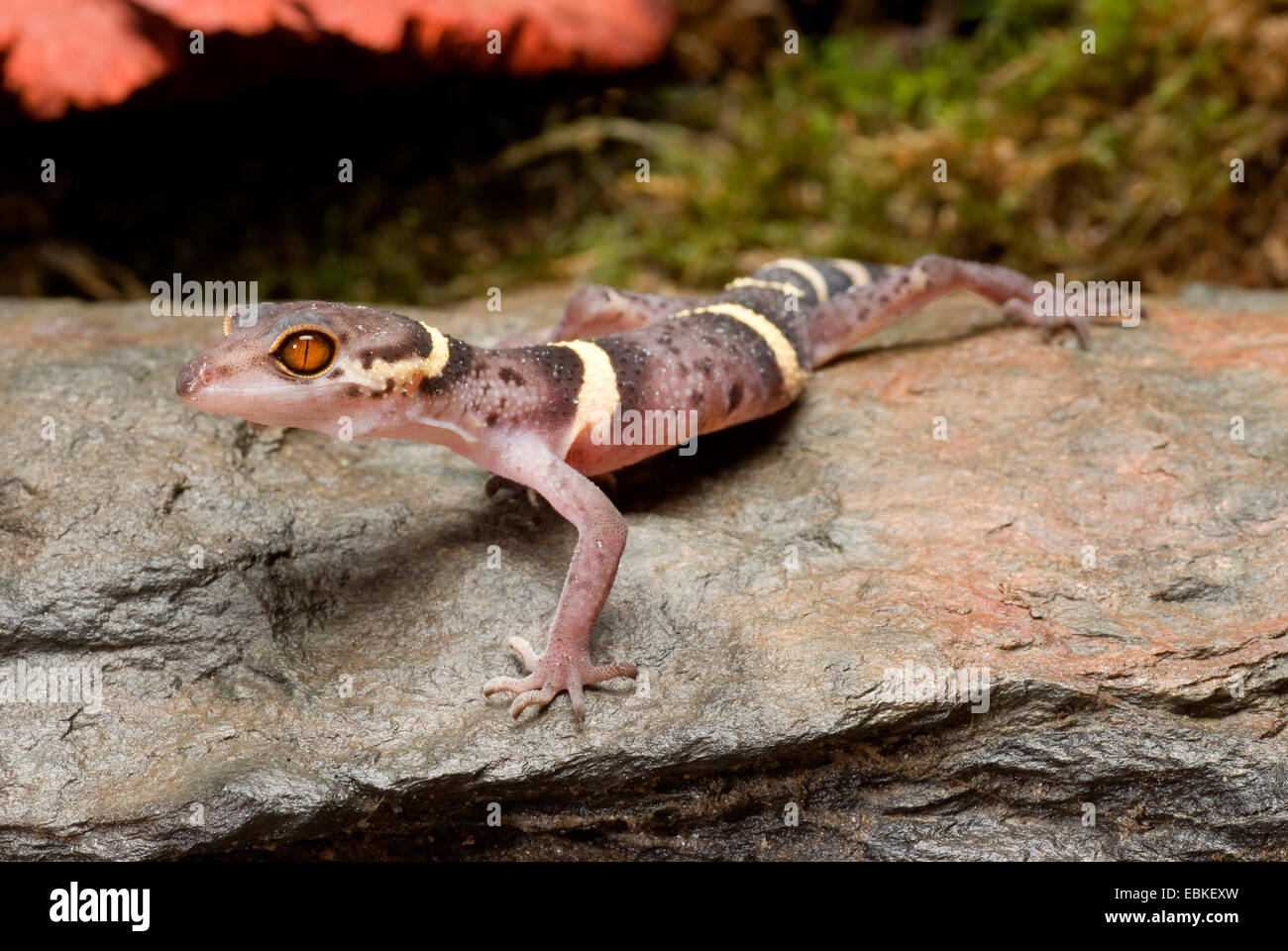 Japanese Ground Gecko (Goniurosaurus hainanensis), on a stone Stock Photo