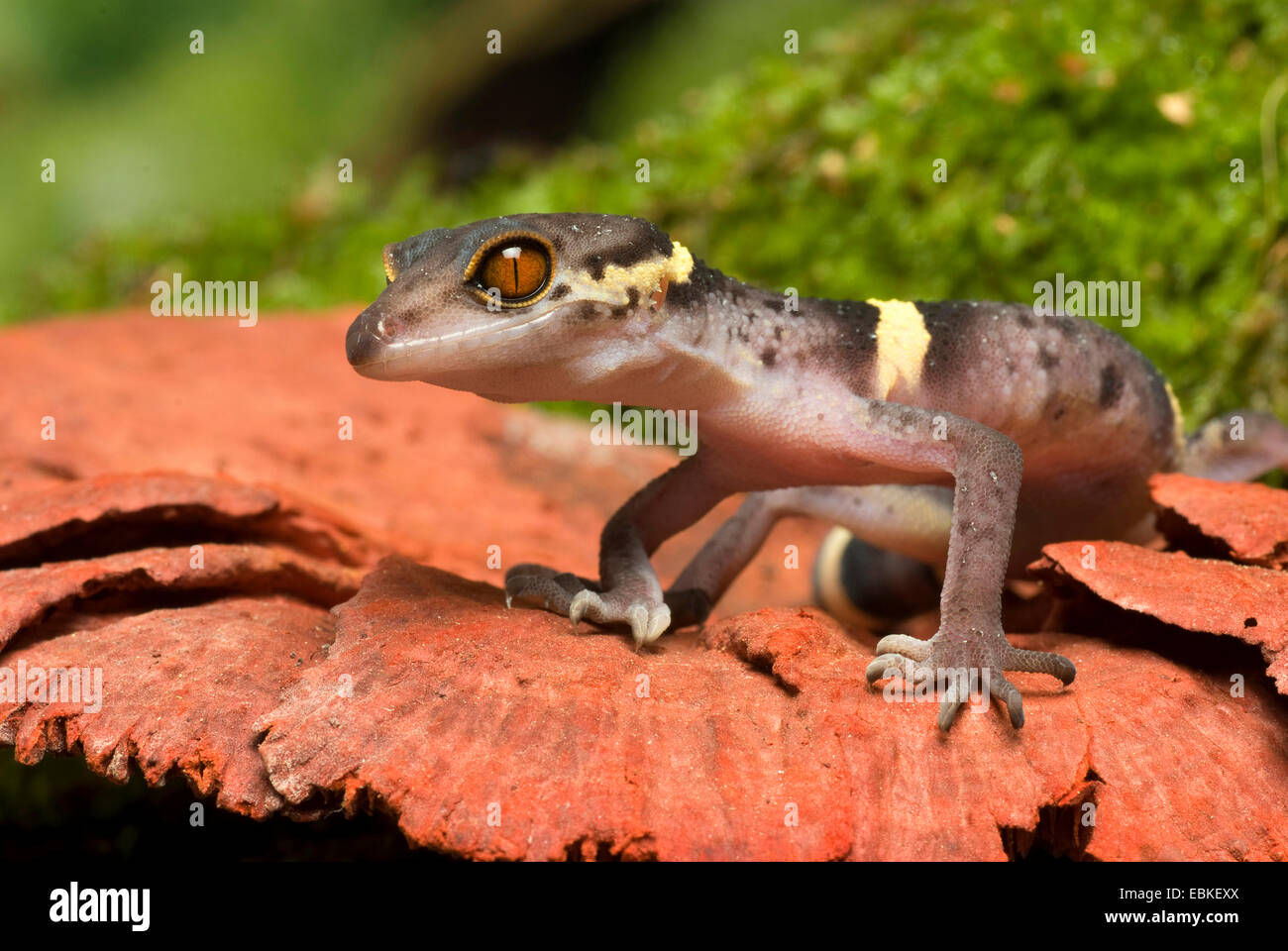 Japanese Ground Gecko (Goniurosaurus hainanensis), portrait Stock Photo