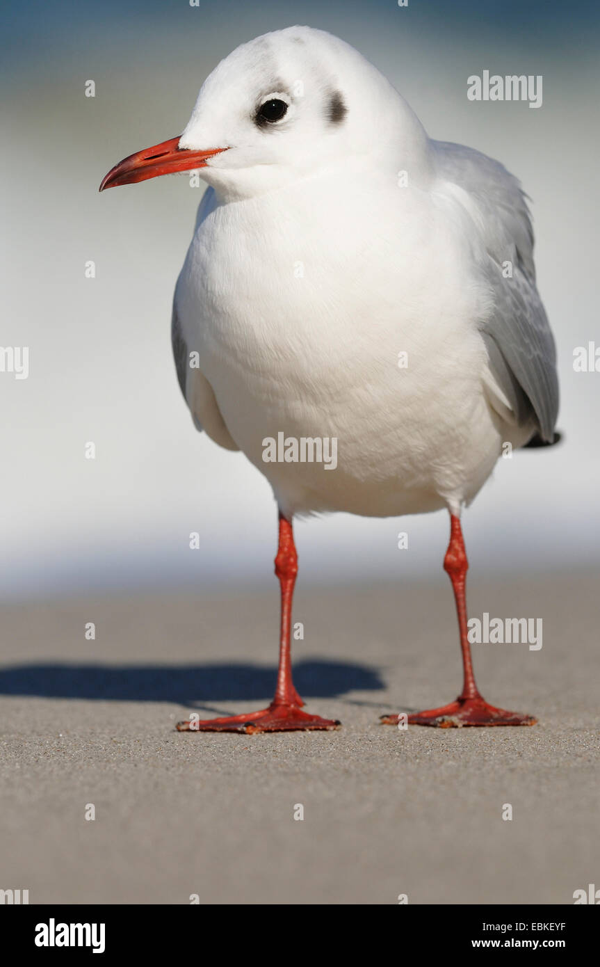 black-headed gull (Larus ridibundus, Chroicocephalus ridibundus), in the eclipse plumage on the beach, Germany, Mecklenburg-Western Pomerania Stock Photo