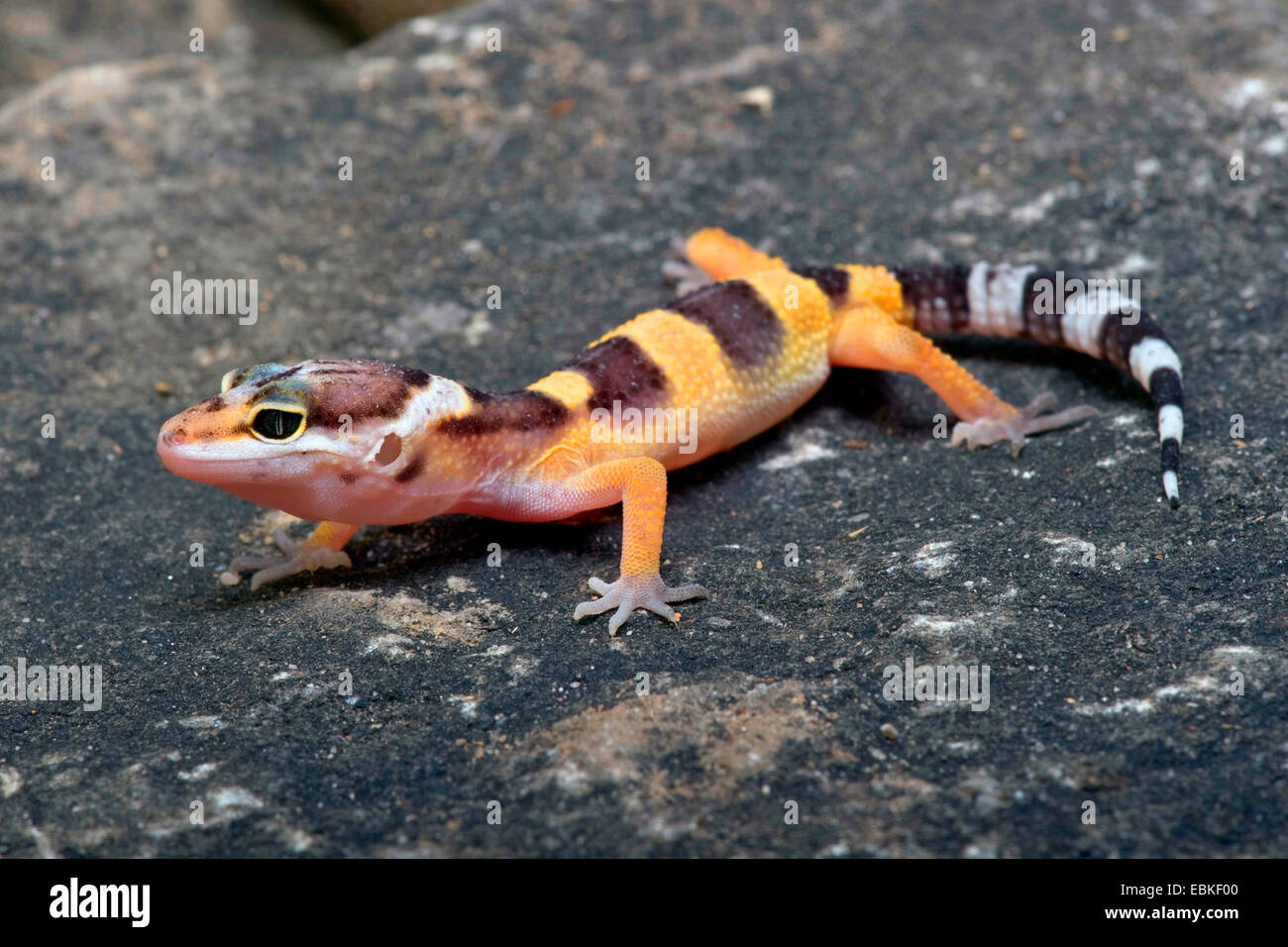 Leopard gecko (Eublepharis macularius), on a stone Stock Photo Alamy